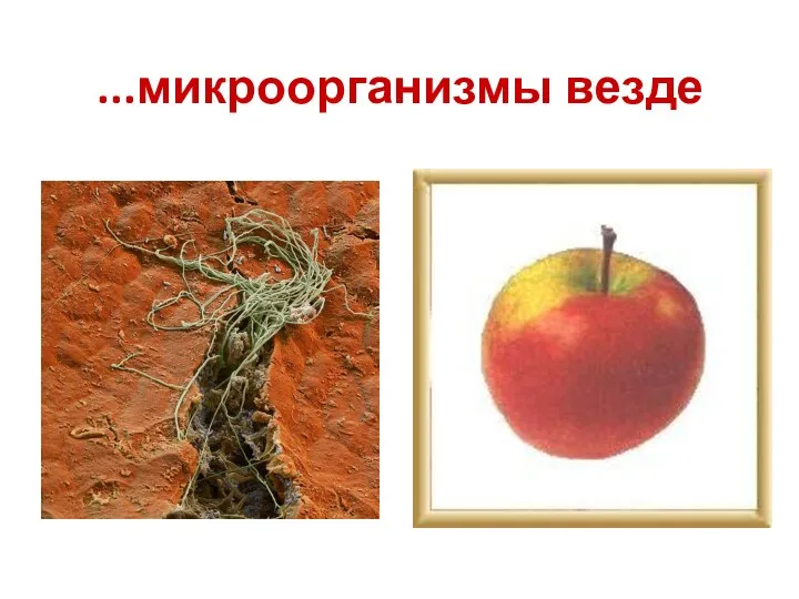 ...микроорганизмы везде