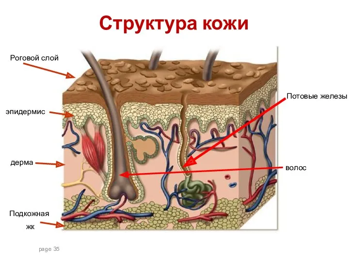 page эпидермис дерма Подкожная жк Потовые железы волос Роговой слой Структура кожи