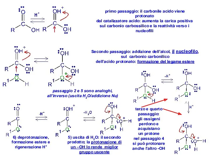 primo passaggio: il carbonile acido viene protonato dal catalizzatore acido: