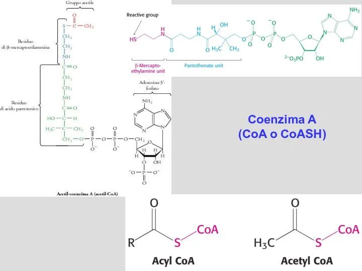 Coenzima A (CoA o CoASH)