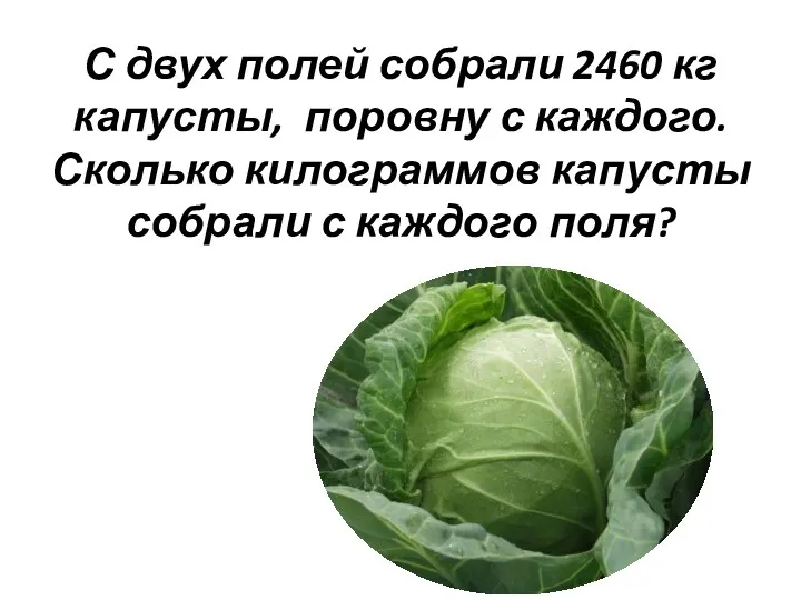 С двух полей собрали 2460 кг капусты, поровну с каждого.