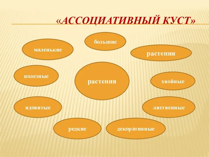 «АССОЦИАТИВНЫЙ КУСТ» маленькие полезные ядовитые большие растения растения хвойные лиственные декоративные редкие