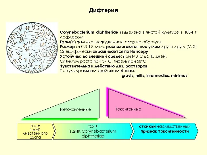 Дифтерия Corynebacterium diphtheriae (выделена в чистой культуре в 1884 г.