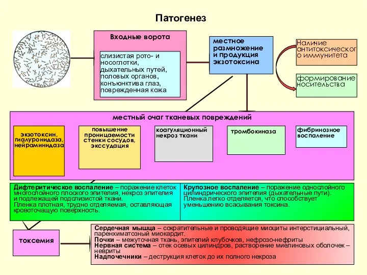 Патогенез местное размножение и продукция экзотоксина Наличие антитоксического иммунитета формирование