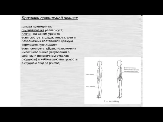 Признаки правильной осанки: голова приподнята; грудная клетка развернута; плечи -