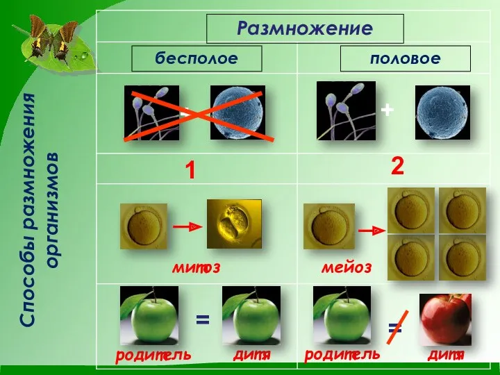 Размножение бесполое половое + + 1 2 мейоз митоз родитель