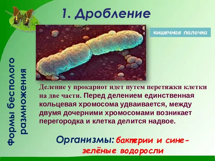 Формы бесполого размножения 1. Дробление Организмы: бактерии и сине-зелёные водоросли
