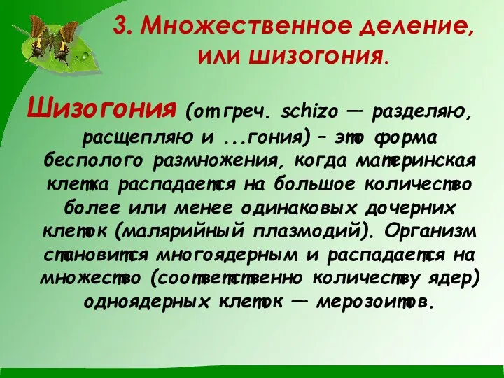 3. Множественное деление, или шизогония. Шизогония (от греч. schizo —