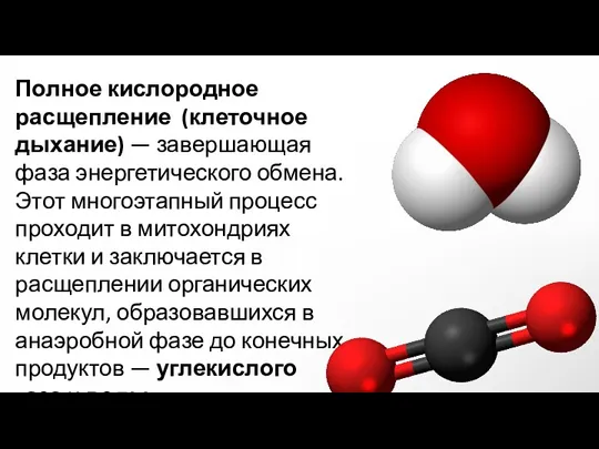 Полное кислородное расщепление (клеточное дыхание) — завершающая фаза энергетического обмена.