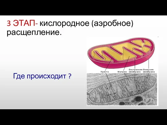 3 ЭТАП- кислородное (аэробное) расщепление. Где происходит ?