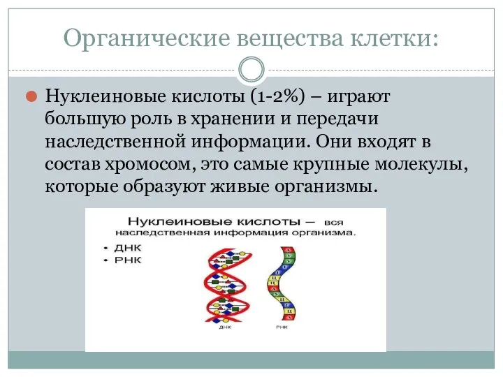 Органические вещества клетки: Нуклеиновые кислоты (1-2%) – играют большую роль