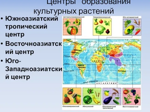 Центры образования культурных растений Южноазиатский тропический центр Восточноазиатский центр Юго-Западноазиатский центр