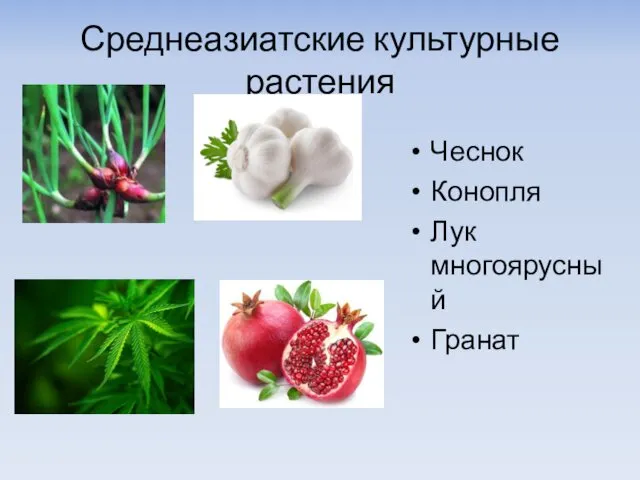 Среднеазиатские культурные растения Чеснок Конопля Лук многоярусный Гранат