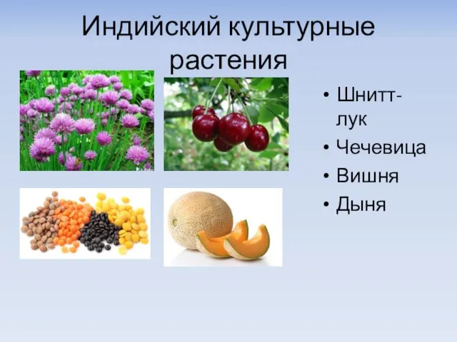 Индийский культурные растения Шнитт-лук Чечевица Вишня Дыня