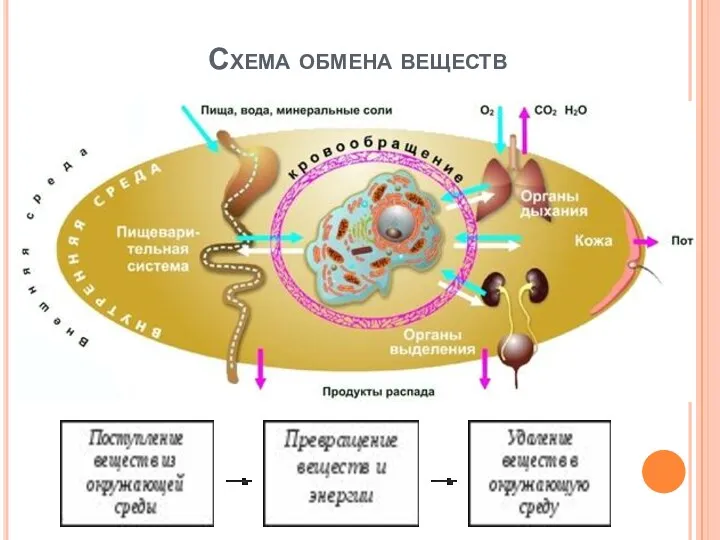 Схема обмена веществ