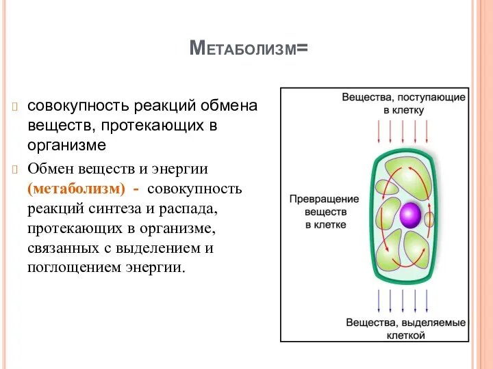 Метаболизм= совокупность реакций обмена веществ, протекающих в организме Обмен веществ