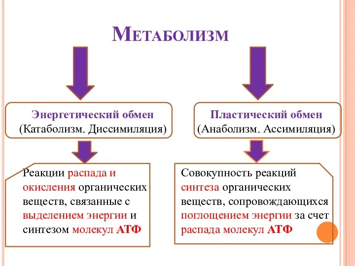 Метаболизм Энергетический обмен (Катаболизм. Диссимиляция) Реакции распада и окисления органических