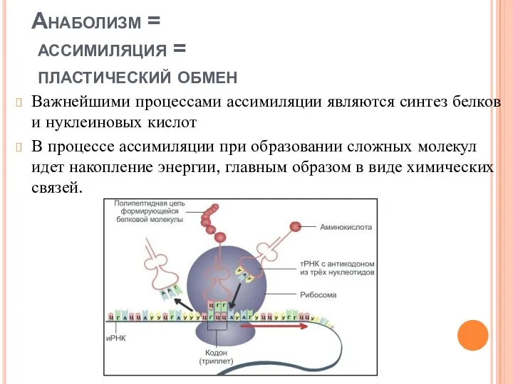 Анаболизм = ассимиляция = пластический обмен Важнейшими процессами ассимиляции являются