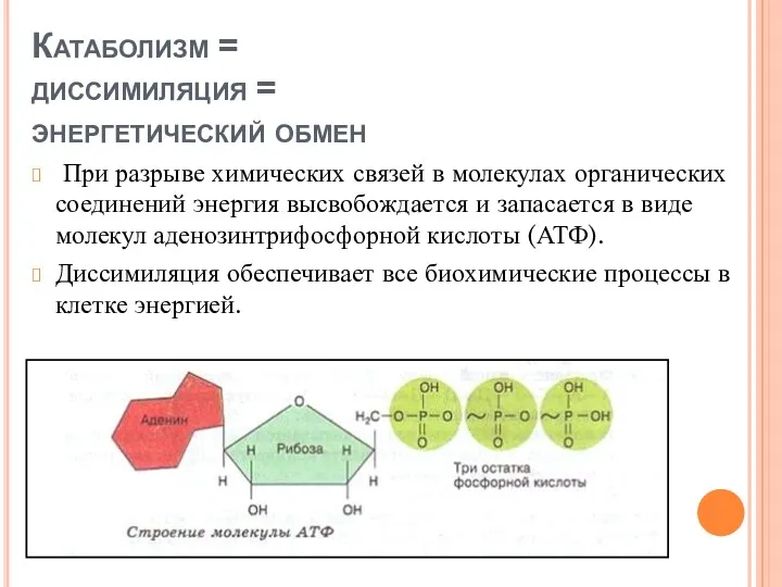 Катаболизм = диссимиляция = энергетический обмен При разрыве химических связей