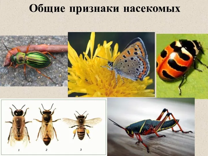 Общие признаки насекомых