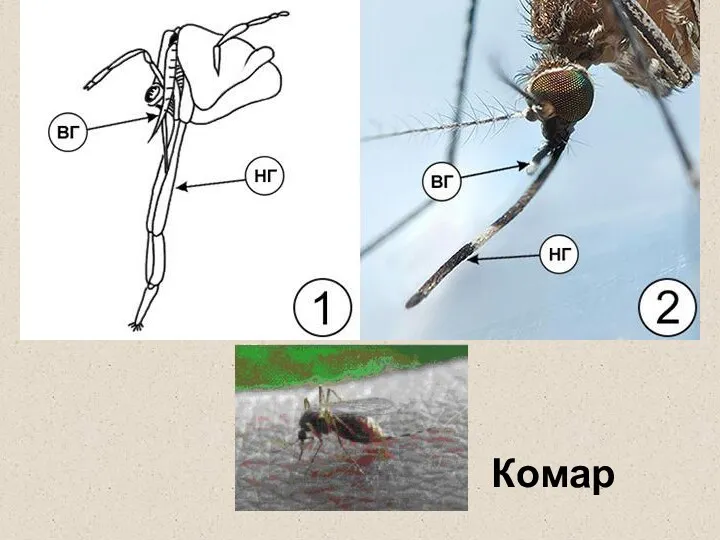 Комар