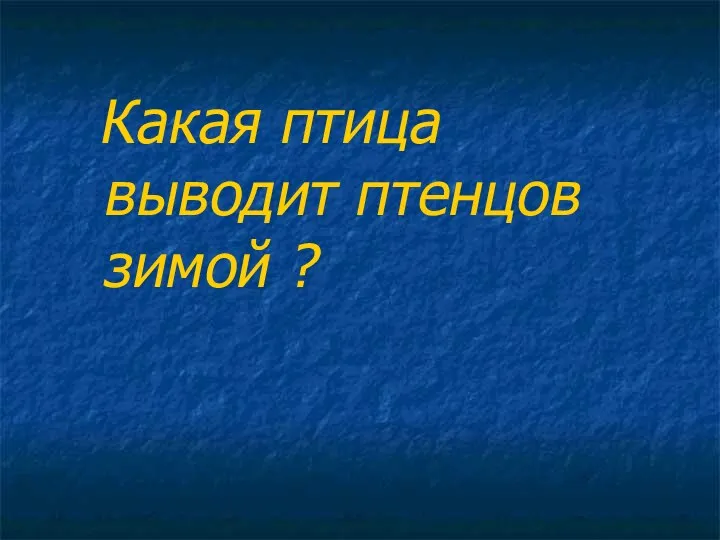 Какая птица выводит птенцов зимой ?