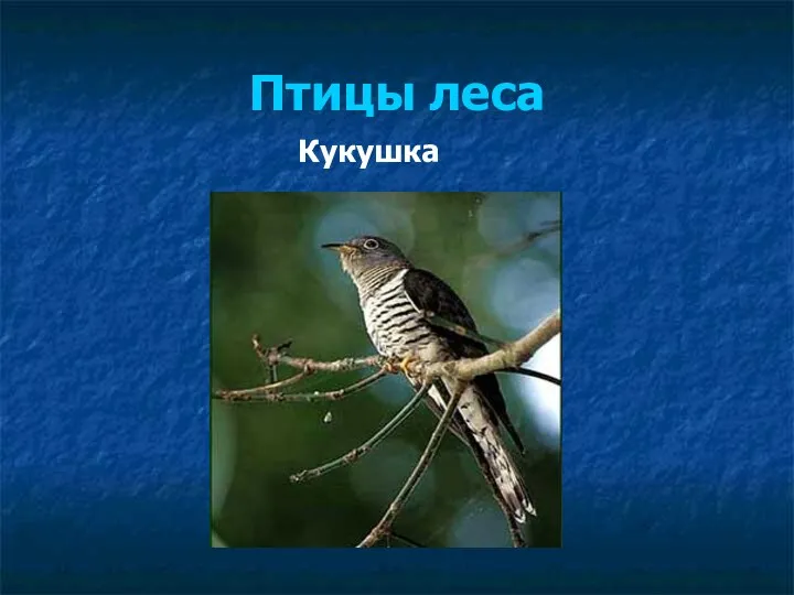 Птицы леса Кукушка