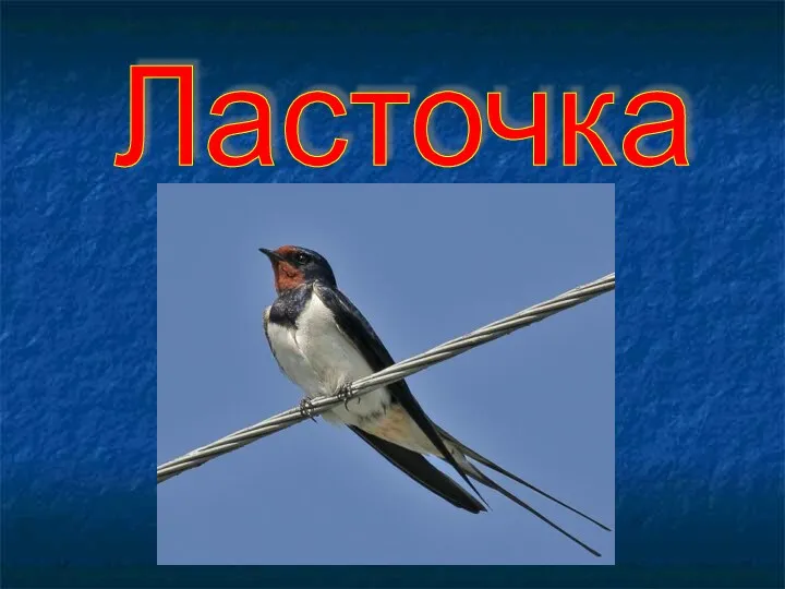 Ласточка