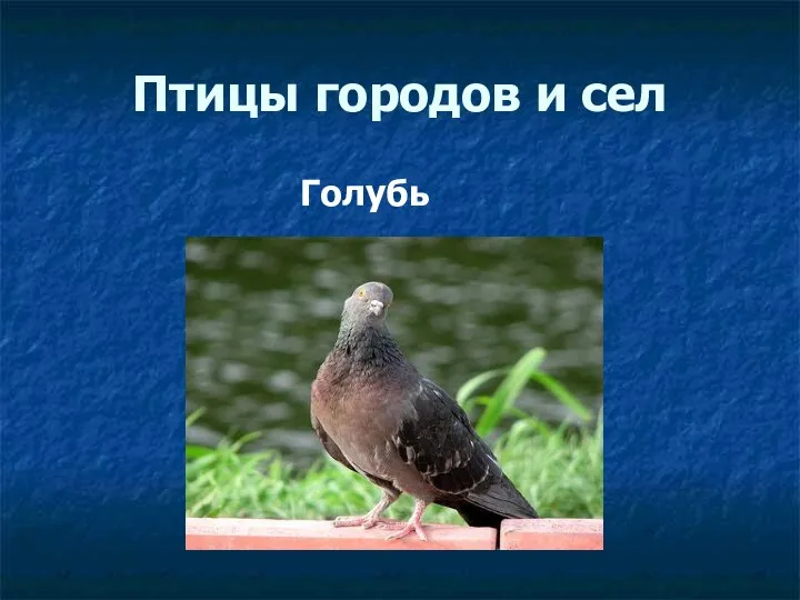 Птицы городов и сел Голубь