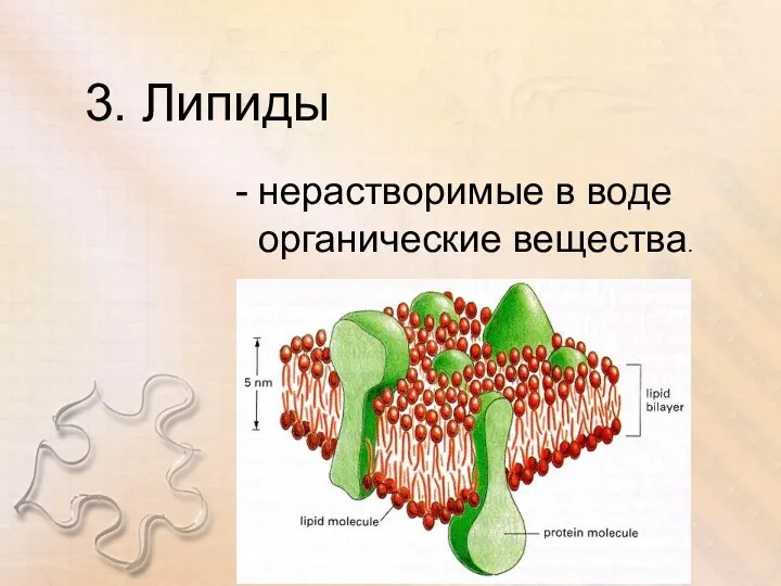 3. Липиды нерастворимые в воде органические вещества.