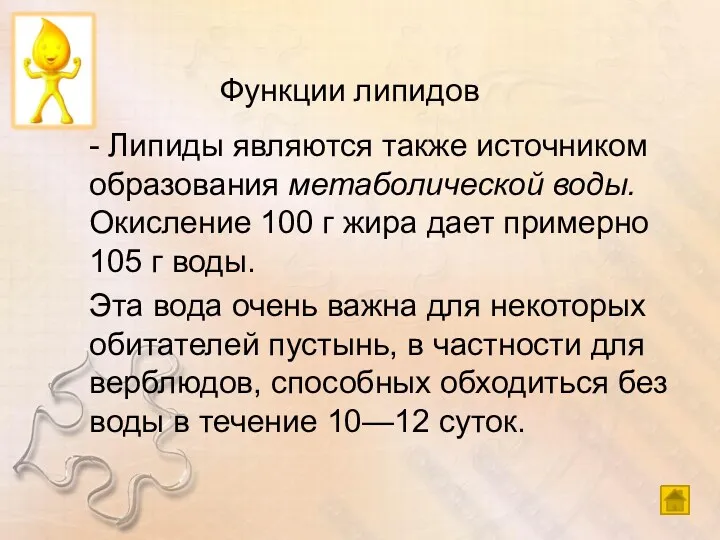 Функции липидов - Липиды являются также источником образования метаболической воды.