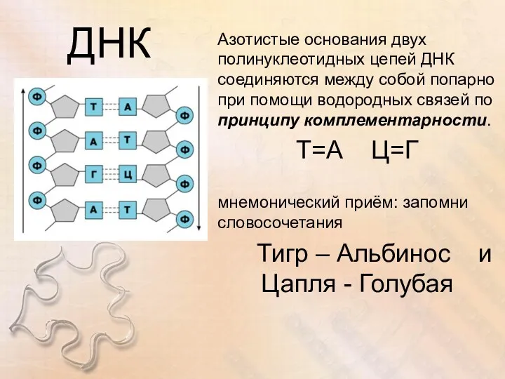 ДНК Азотистые основания двух полинуклеотидных цепей ДНК соединяются между собой