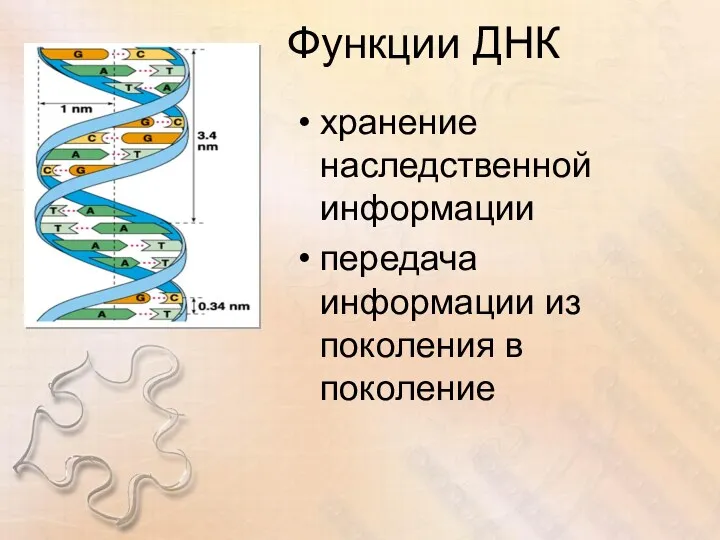 Функции ДНК хранение наследственной информации передача информации из поколения в поколение