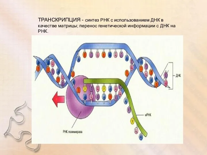 ТРАНСКРИПЦИЯ - синтез РНК с использованием ДНК в качестве матрицы;