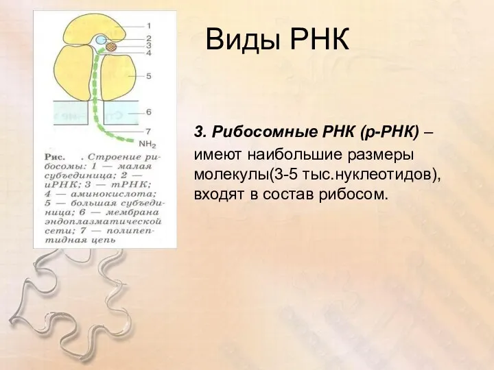 Виды РНК 3. Рибосомные РНК (р-РНК) – имеют наибольшие размеры молекулы(3-5 тыс.нуклеотидов), входят в состав рибосом.