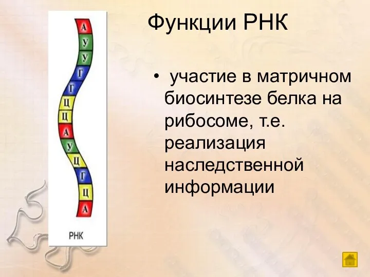 Функции РНК участие в матричном биосинтезе белка на рибосоме, т.е. реализация наследственной информации