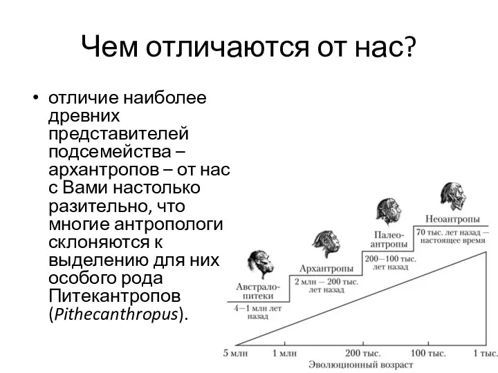 Чем отличаются от нас? отличие наиболее древних представителей подсемейства –