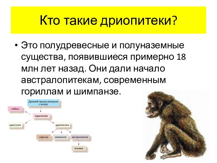 Кто такие дриопитеки? Это полудревесные и полуназемные существа, появившиеся примерно