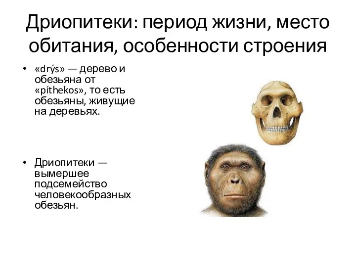 Дриопитеки: период жизни, место обитания, особенности строения «drýs» — дерево