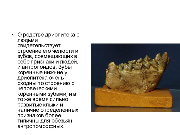 О родстве дриопитека с людьми свидетельствует строение его челюсти и