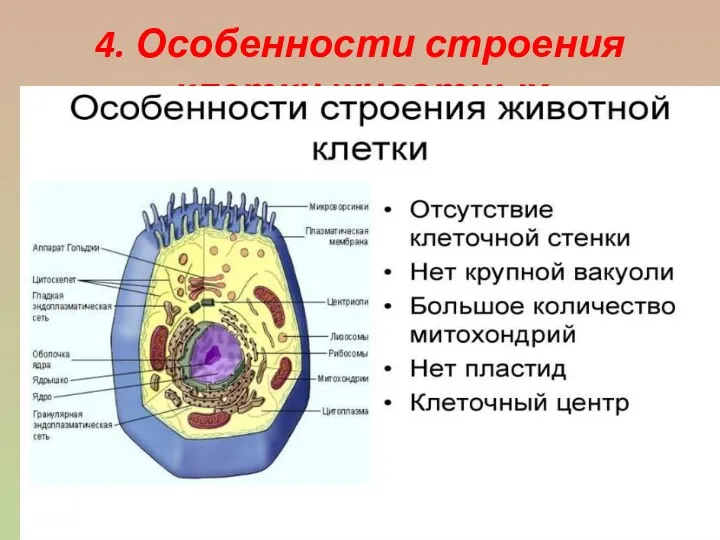4. Особенности строения клетки животных