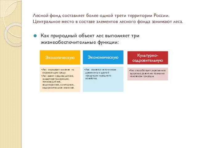 Лесной фонд составляет более одной трети территории России. Центральное место