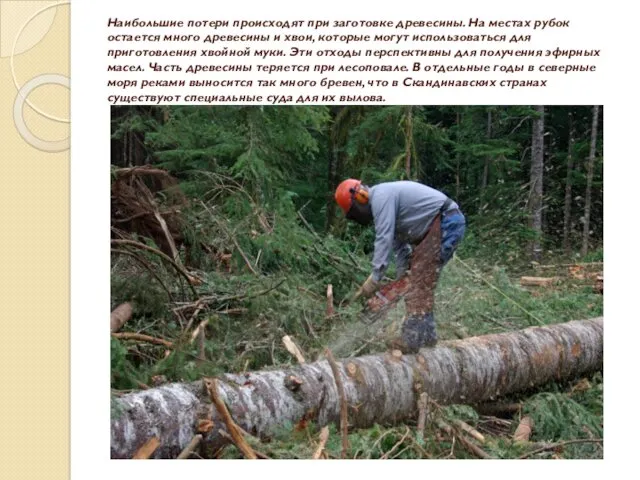 Наибольшие потери происходят при заготовке древесины. На местах рубок остается