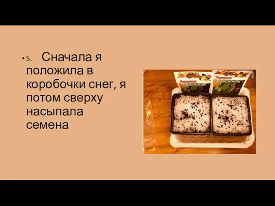 5. Сначала я положила в коробочки снег, я потом сверху насыпала семена