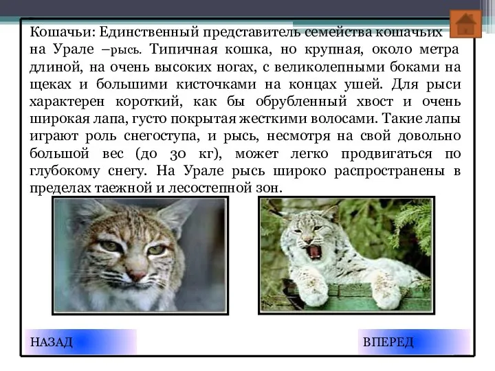 Кошачьи: Единственный представитель семейства кошачьих на Урале –рысь. Типичная кошка,