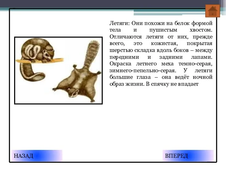 Летяги: Они похожи на белок формой тела и пушистым хвостом.