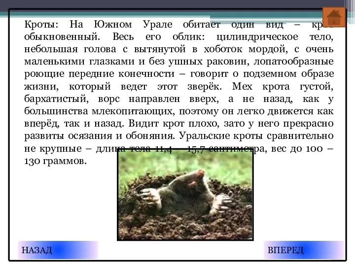 Кроты: На Южном Урале обитает один вид – крот обыкновенный.