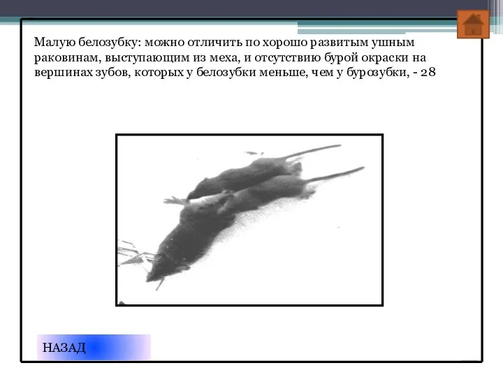 Малую белозубку: можно отличить по хорошо развитым ушным раковинам, выступающим