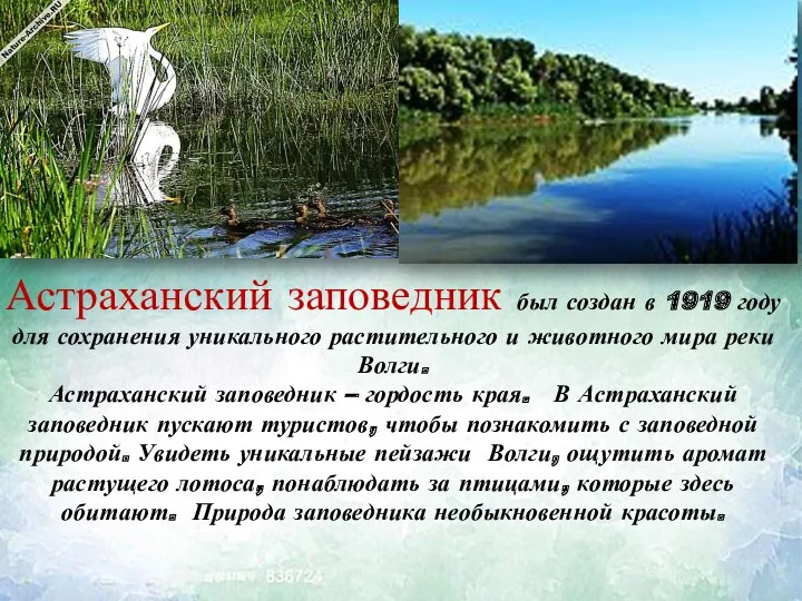 Астраханский заповедник был создан в 1919 году для сохранения уникального