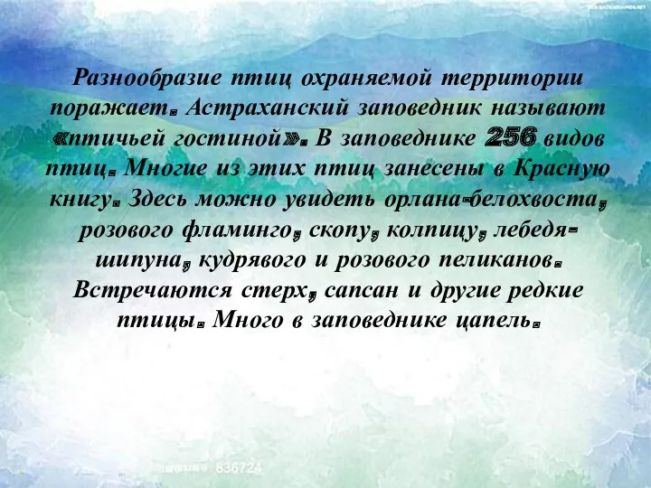 Разнообразие птиц охраняемой территории поражает. Астраханский заповедник называют «птичьей гостиной».